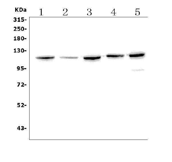 a01507 1 ephb2 primary antibodies wb testing 1