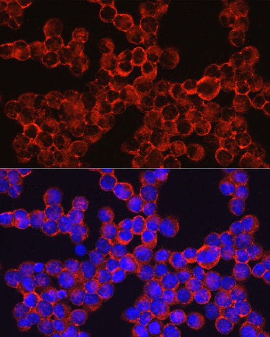 Immunofluorescence analysis of K-562 cells using SIGLEC3/CD33 Rabbit pAb  at dilution of 1:150 