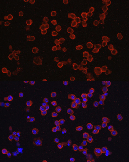 Immunofluorescence analysis of RAW264