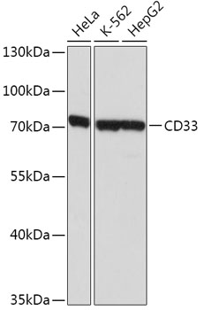 Western blot analysis of extracts of various cell lines, using SIGLEC3/CD33  antibody  at 1:1000 dilution