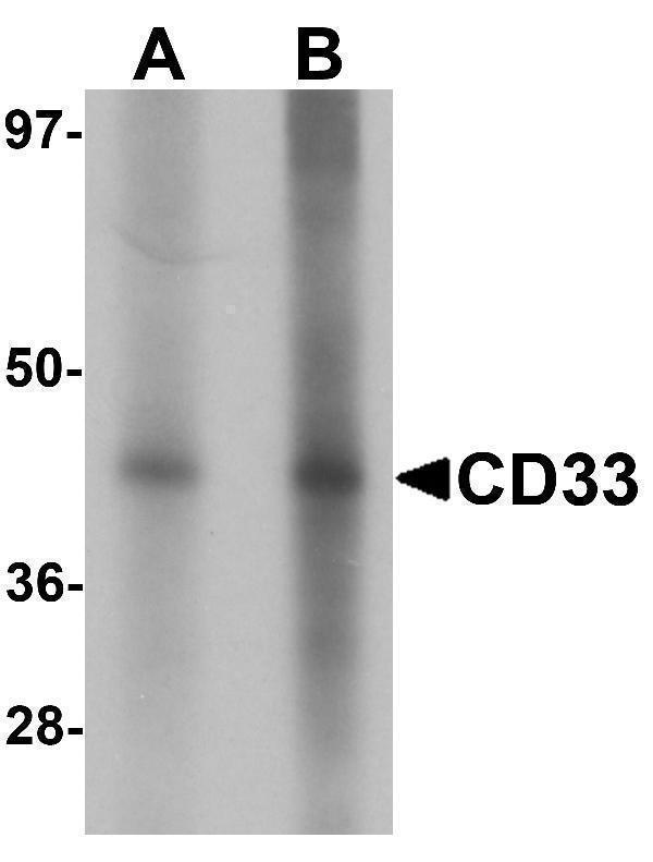 Western blot analysis of CD33 in 3T3 cell lysate with CD33 antibody at (A) 1 and (B) 2 μg/mL