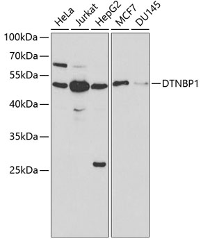 a01509 dtnbp1 primary antiboties wb testing 1