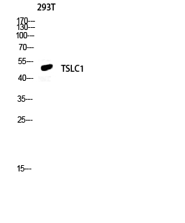 Western blot analysis of 293T lysis using TSLC1 antibody