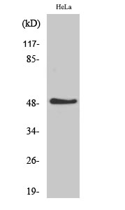 Western Blot analysis of various cells using TSLC1 Polyclonal Antibody diluted at 1:500