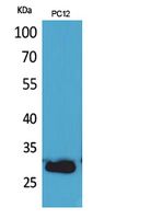 Western Blot analysis of PC12 cells using CD200 Polyclonal Antibody
