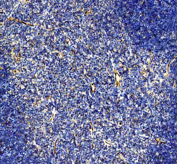 a01513 1 cd31 primary antibodies ihc testing 10