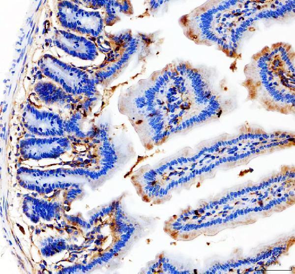 a01513 1 cd31 primary antibodies ihc testing 2
