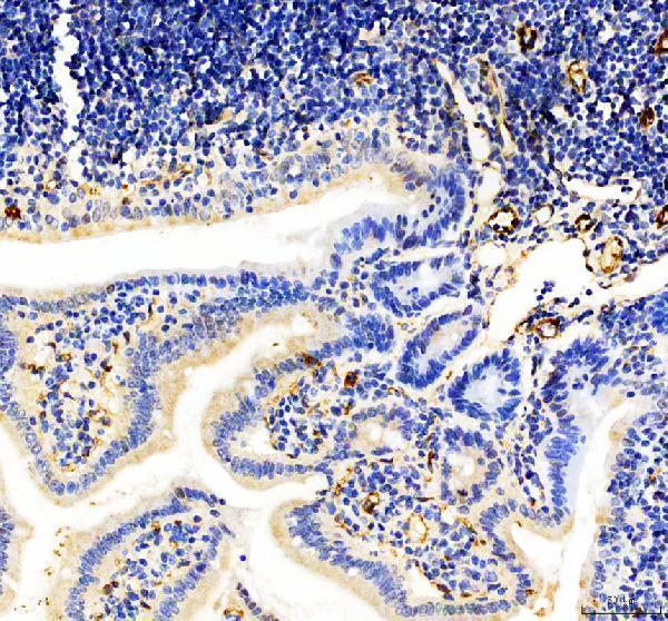 a01513 1 cd31 primary antibodies ihc testing 4