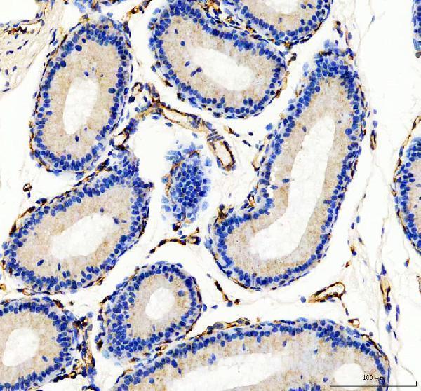 a01513 1 cd31 primary antibodies ihc testing 5