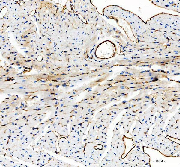 a01513 1 cd31 primary antibodies ihc testing 6