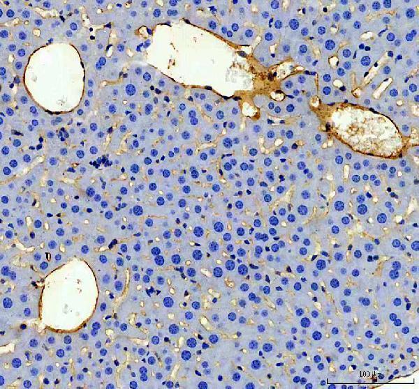 a01513 1 cd31 primary antibodies ihc testing 7