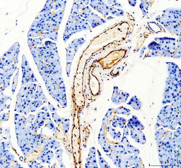 a01513 1 cd31 primary antibodies ihc testing 8