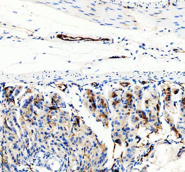 a01513 1 cd31 primary antibodies ihc testing 9