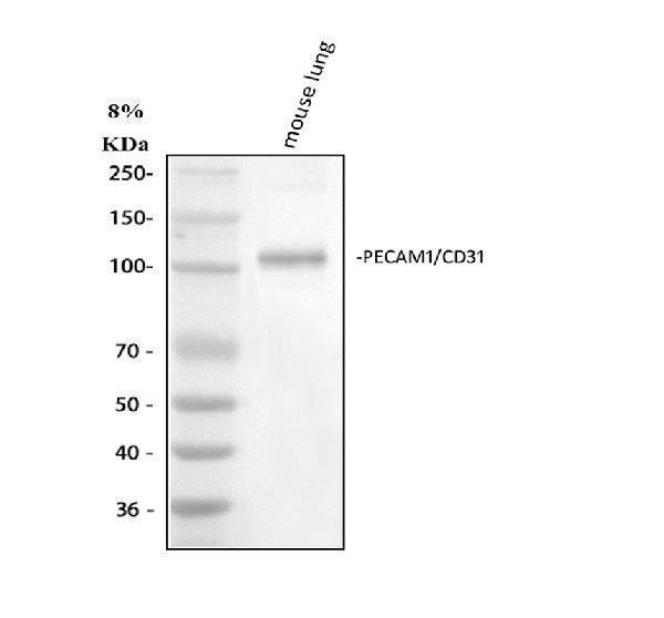 a01513 1 cd31 primary antibodies wb testing 1_1