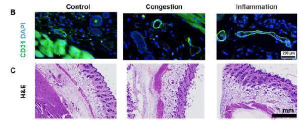 a01513 2 cd31 primary antibodies if testing 1