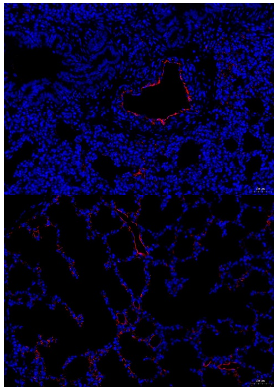 a01513 2 cd31 primary antibodies if testing 2