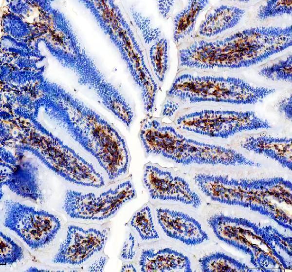 a01513 2 cd31 primary antibodies ihc testing 1
