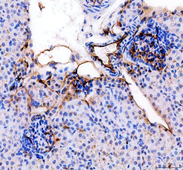 a01513 2 cd31 primary antibodies ihc testing 2
