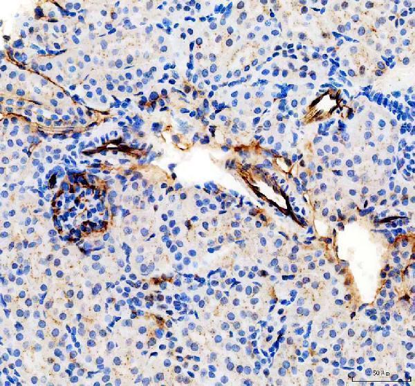 a01513 2 cd31 primary antibodies ihc testing 3