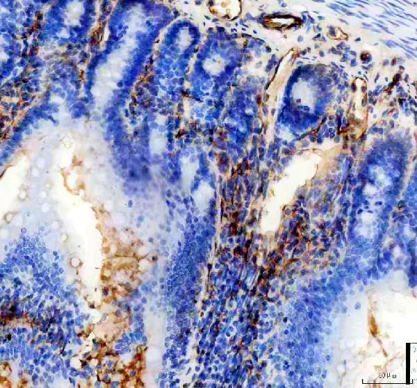 a01513 2 cd31 primary antibodies ihc testing 4
