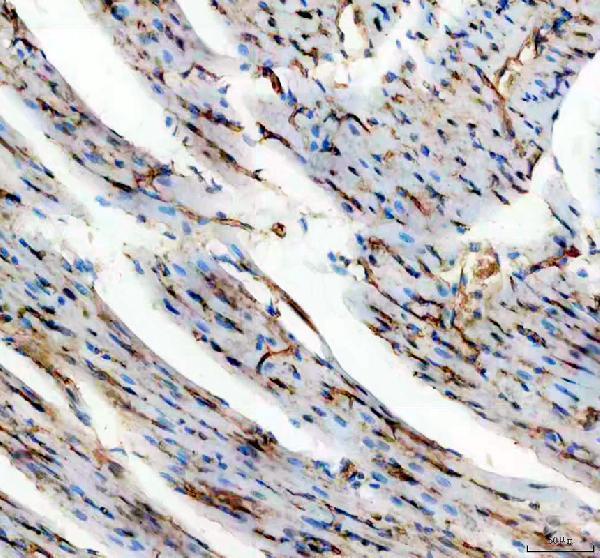 a01513 2 cd31 primary antibodies ihc testing 5