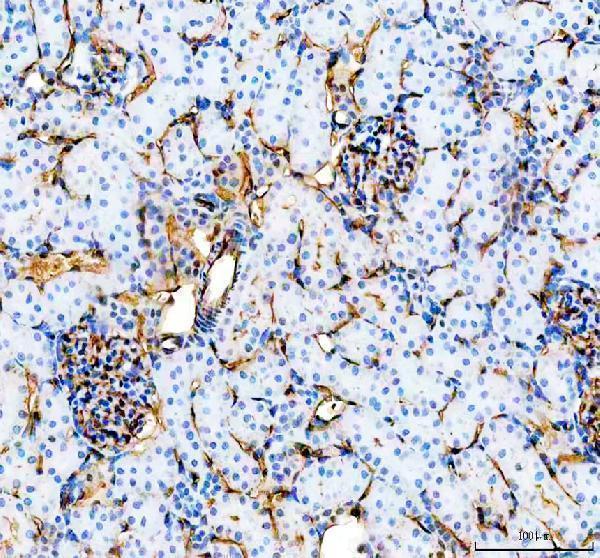 a01513 2 cd31 primary antibodies ihc testing 6