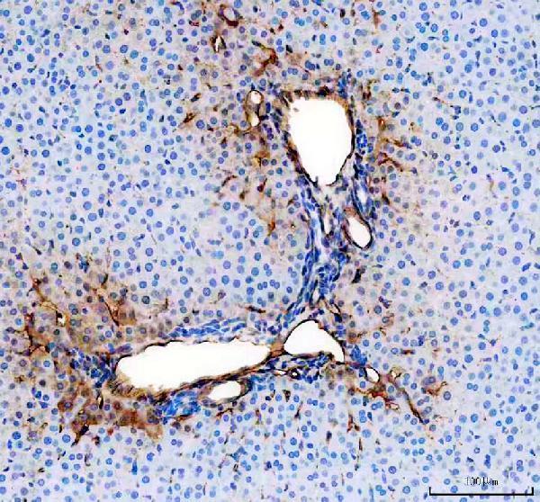 a01513 2 cd31 primary antibodies ihc testing 7
