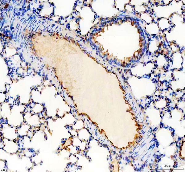 a01513 2 cd31 primary antibodies ihc testing 8