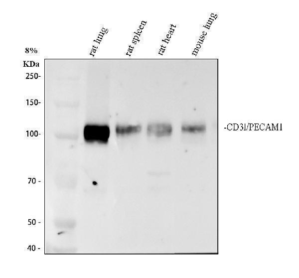 a01513 2 cd31 primary antibodies wb testing 1