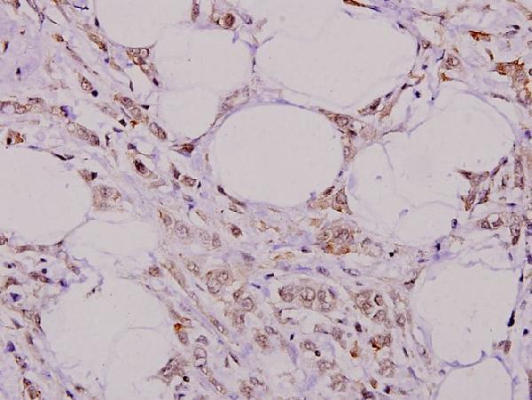 a01513t709 pecam1 primary antiboties ihc testing 2