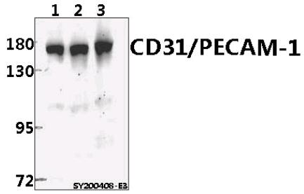 a01513t709 pecam1 primary antiboties wb testing 1