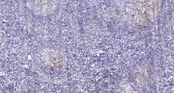 Immunohistochemical analysis of paraffin-embedded human tonsil