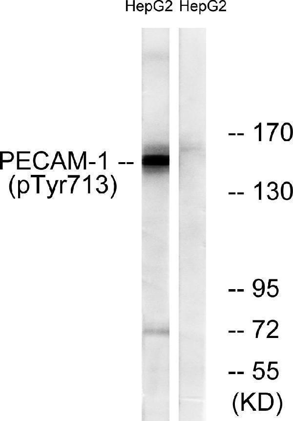 Western blot analysis of lysates from HepG2 cells, using PECAM-1 (Phospho-Tyr713) Antibody