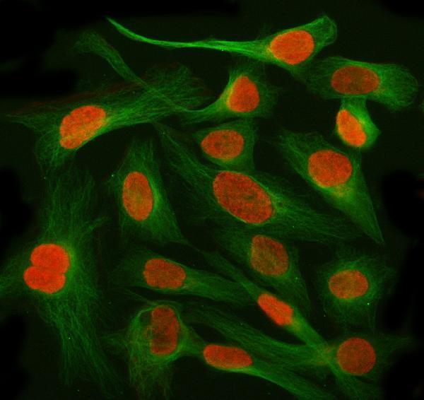 a01515 3 ahrr primary antibodies if testing 9
