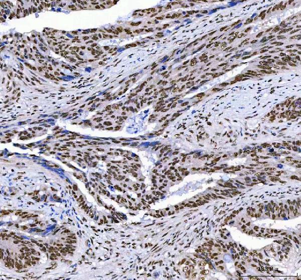 a01515 3 ahrr primary antibodies ihc testing 3