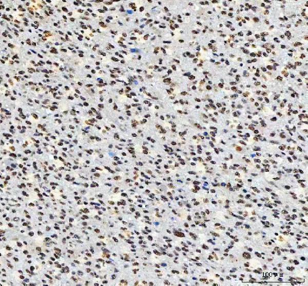 a01515 3 ahrr primary antibodies ihc testing 4