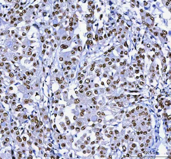 a01515 3 ahrr primary antibodies ihc testing 6