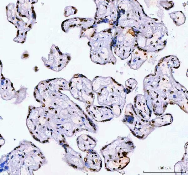 a01515 3 ahrr primary antibodies ihc testing 7