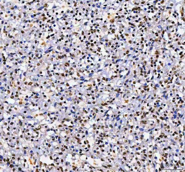 a01515 3 ahrr primary antibodies ihc testing 8