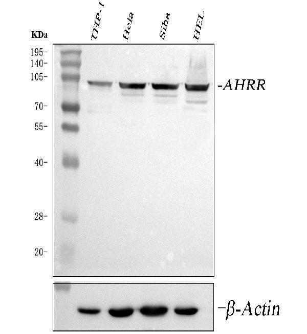 a01515 3 ahrr primary antibodies wb testing 1