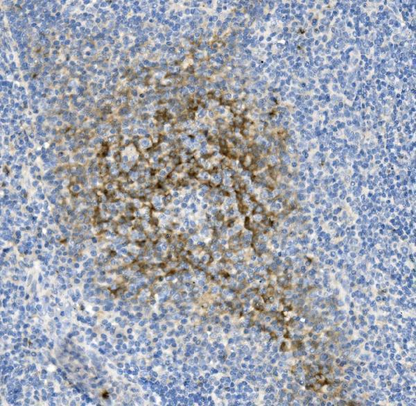 a01516 1 ncr1 primary antibodies ihc testing 5