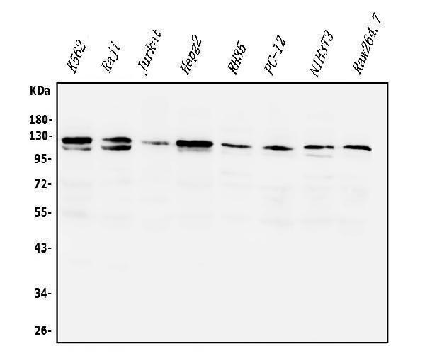 a01517 2 pik3cg primary antibodies wb testing 1