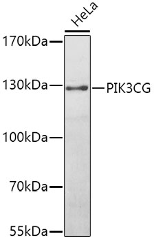 a01517 pik3cg primary antiboties wb testing 1