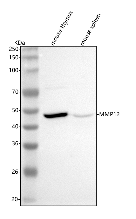  Western blot analysis of Mmp12 using anti-Mmp12 antibody (A01520-2)