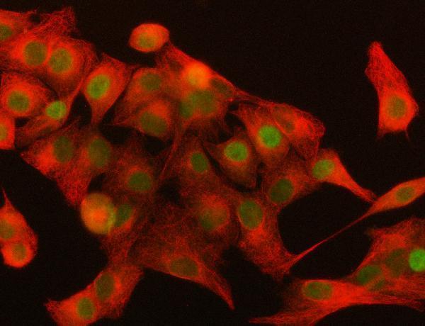  IF analysis of DAX-1/NR0B1 using anti-DAX-1/NR0B1 antibody (A01521-2) and anti-Beta Tubulin antibody (M01857-3)