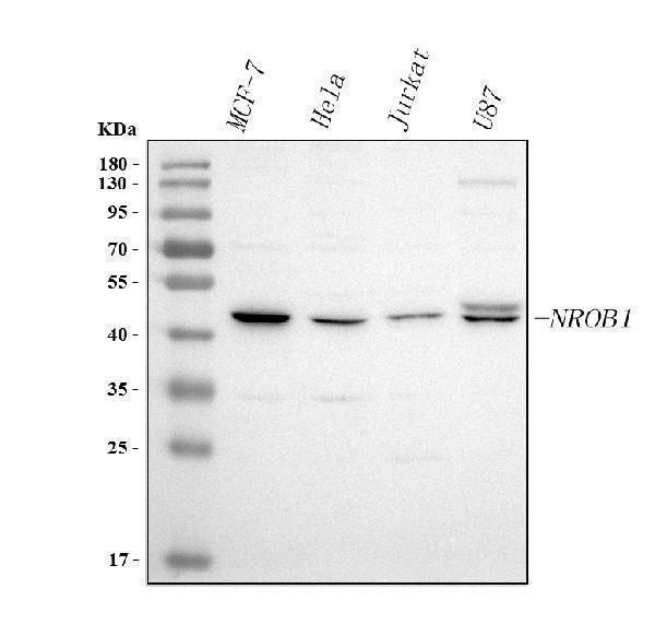  Western blot analysis of DAX-1/NR0B1 using anti-DAX-1/NR0B1 antibody (A01521-2)
