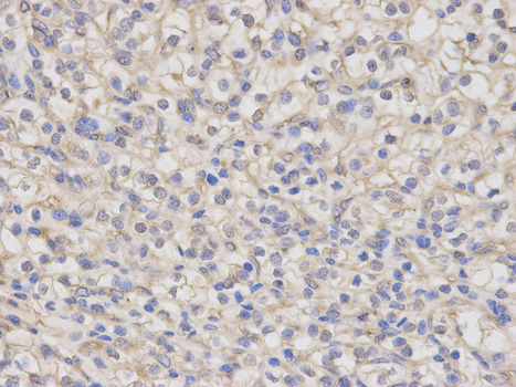 Immunofluorescence analysis of U2OS cells using NR0B1 antibody 
