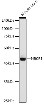 Western blot analysis of extracts of Mouse brain, using NR0B1 antibody  at 1:1000 dilution
