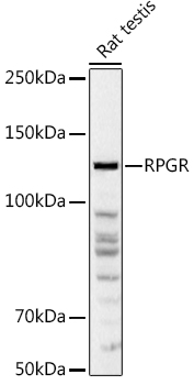 a01522 1 rpgr primary antiboties wb testing 1