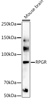 a01522 1 rpgr primary antiboties wb testing 2